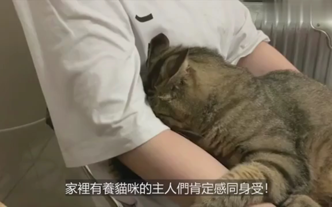 被自家猫咬了怎么破?被着急,这样做就得了!哔哩哔哩bilibili