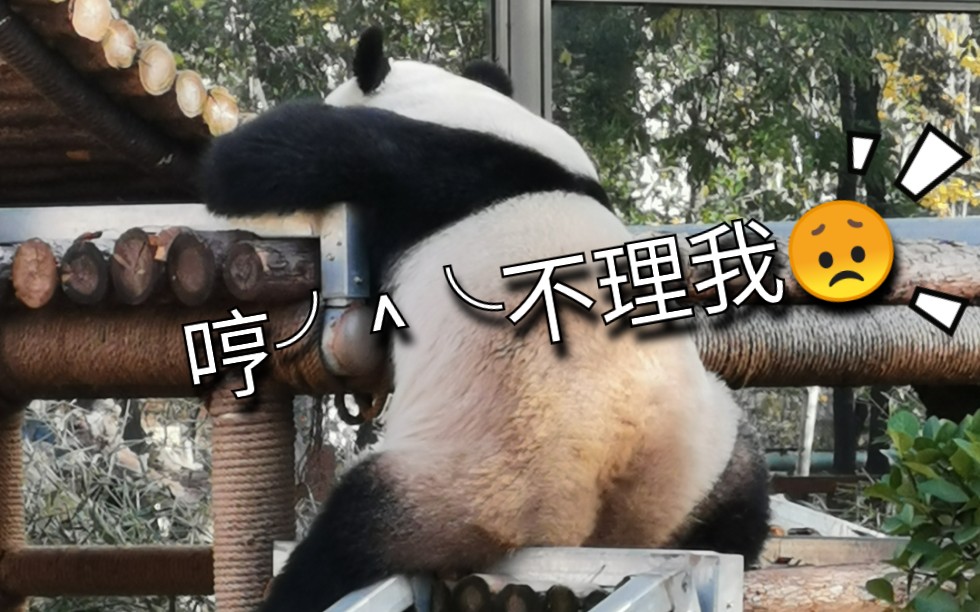 【大熊猫 雅吉 望哥熊】华奥哥哥,理理我吧,好不好?
