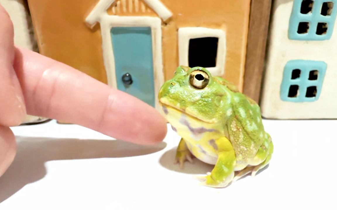 馒头蛙:再挑衅一次,我就咬死你