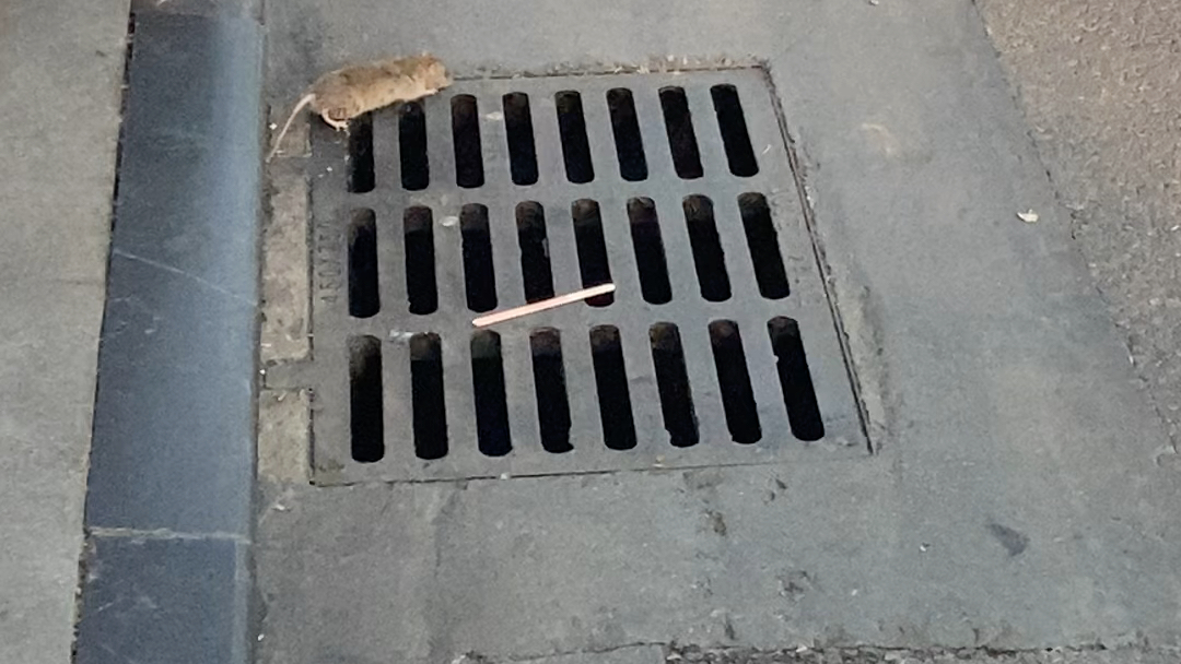 虽然知道老鼠住在下水道里 但第一次见到还是有点震撼