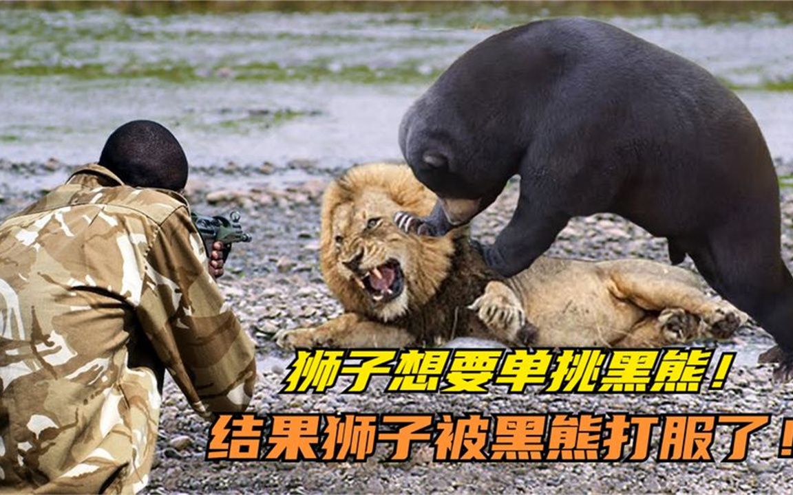狮子vs黑熊!黑熊踏足狮子的领地要找狮子单挑,结果把狮子打服了