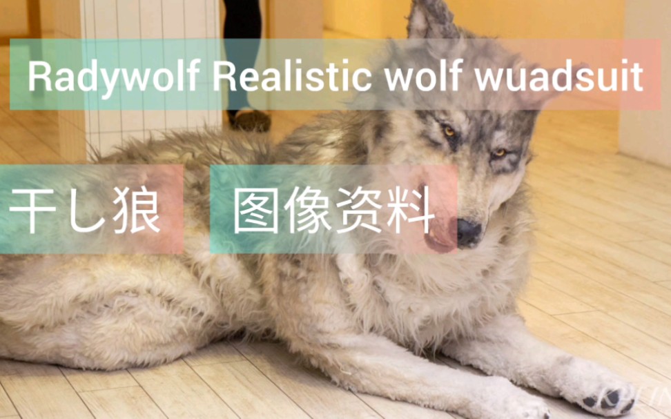 【转载】Realistic wolf quadsuit 写实狼 四足兽装 图像资料整理 radywolf生产哔哩哔哩bilibili