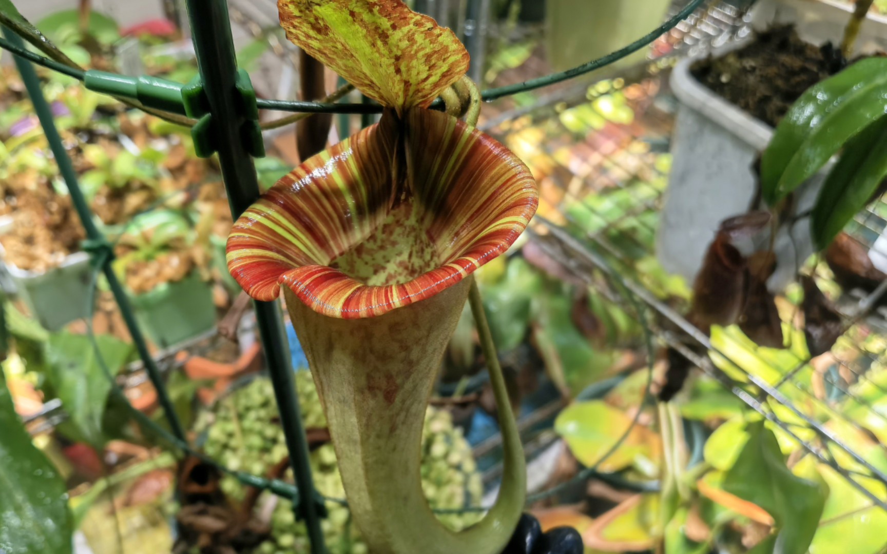 六甲包希交圣杯猪笼草