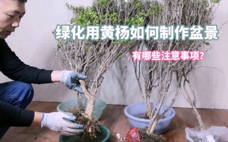 绿化用瓜子黄杨如何制作盆景?有哪些注意事项?很实用!新手快来看看哔哩哔哩bilibili