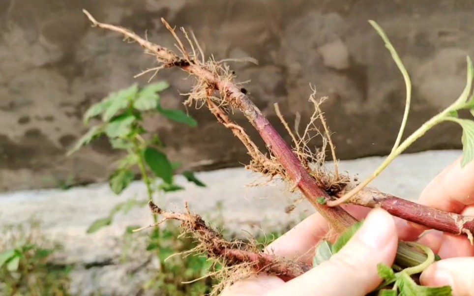 野苋菜根用水煮一煮,好处厉害了,遇到摘点回家,解决不少烦恼