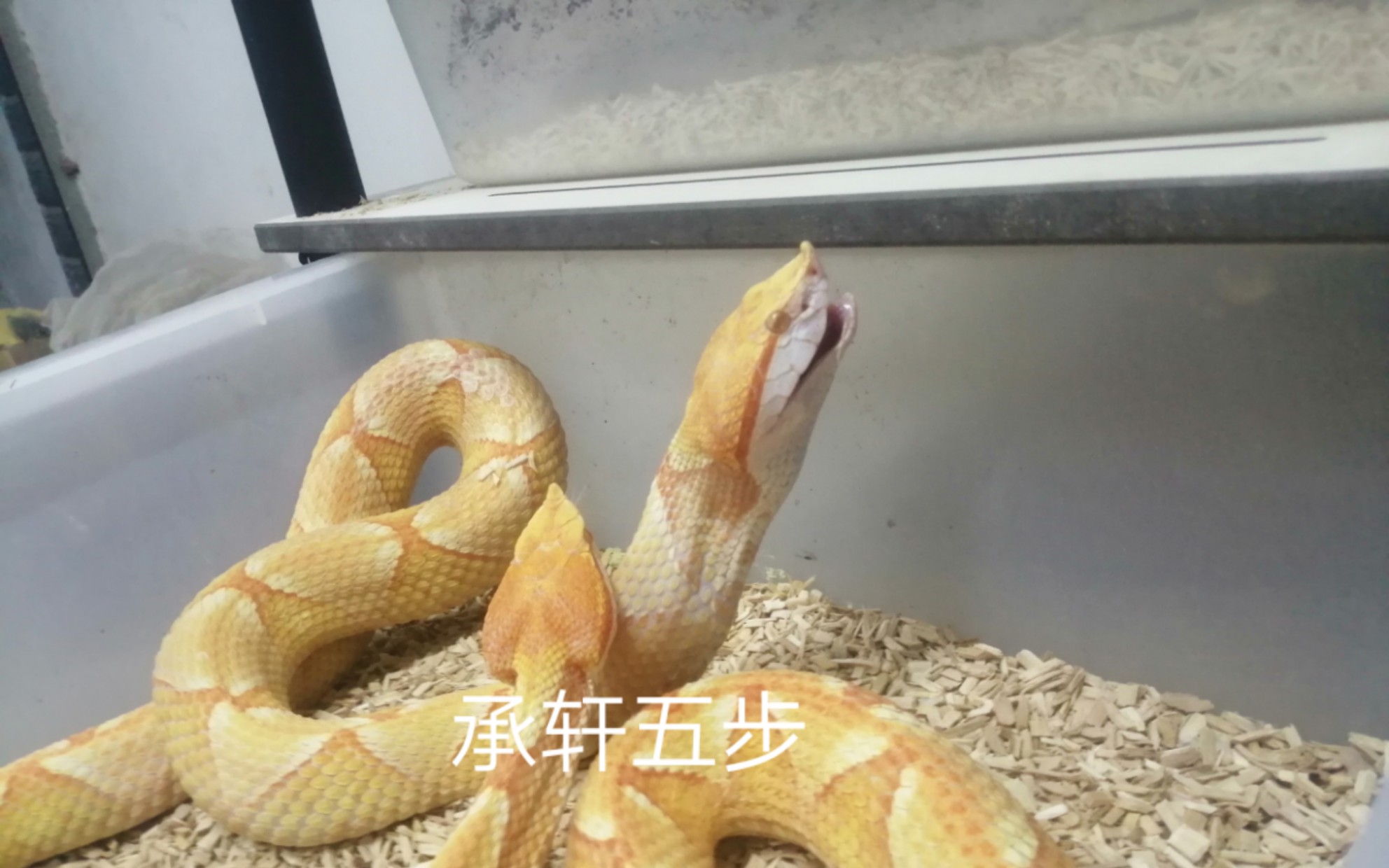 五步蛇白化尖吻蝮进食全程牙齿进食的推进