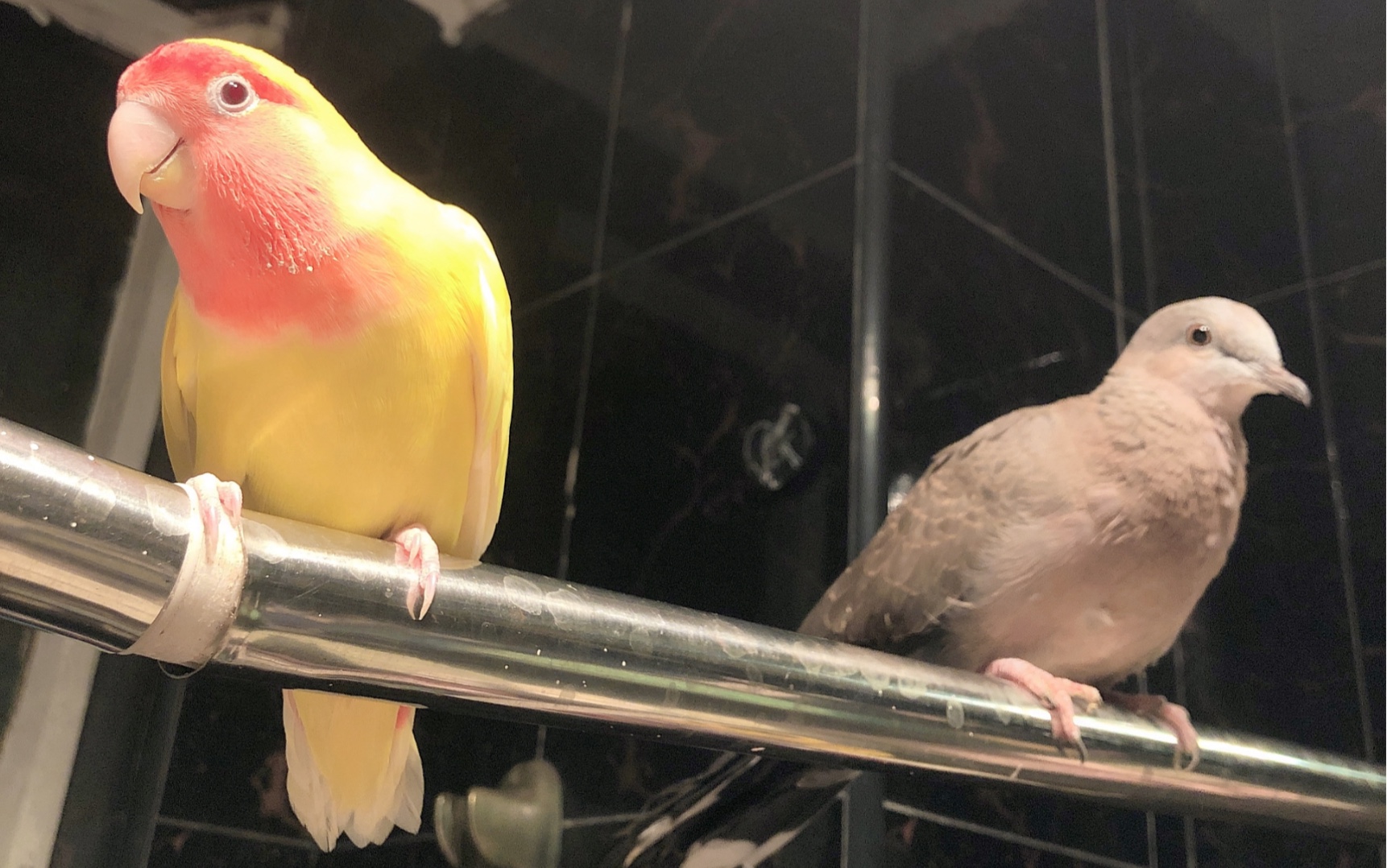 黄桃牡丹鹦鹉momo和珠颈斑鸠蔷薔