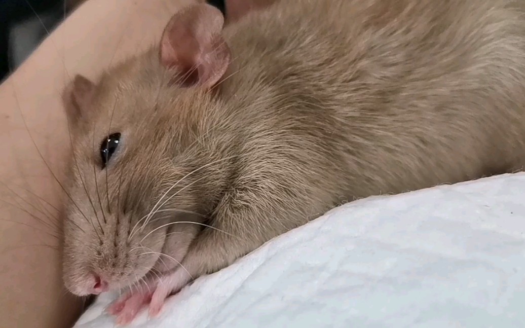 花枝鼠的全程姨母笑