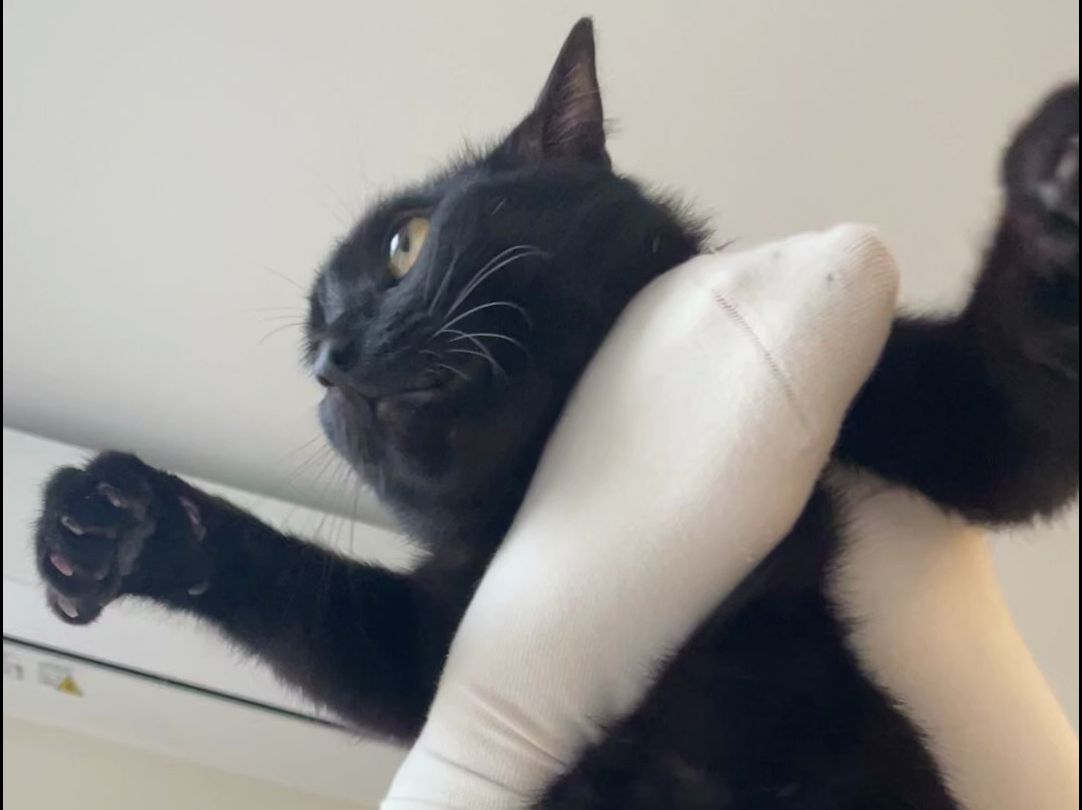 辛巴!哦不!刀疤!