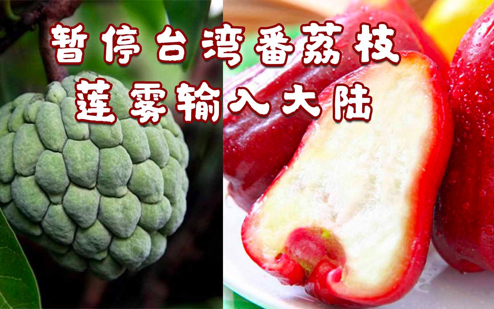 多次检出有害生物!海关总署:暂停台湾番荔枝和莲雾输入大陆哔哩哔哩bilibili