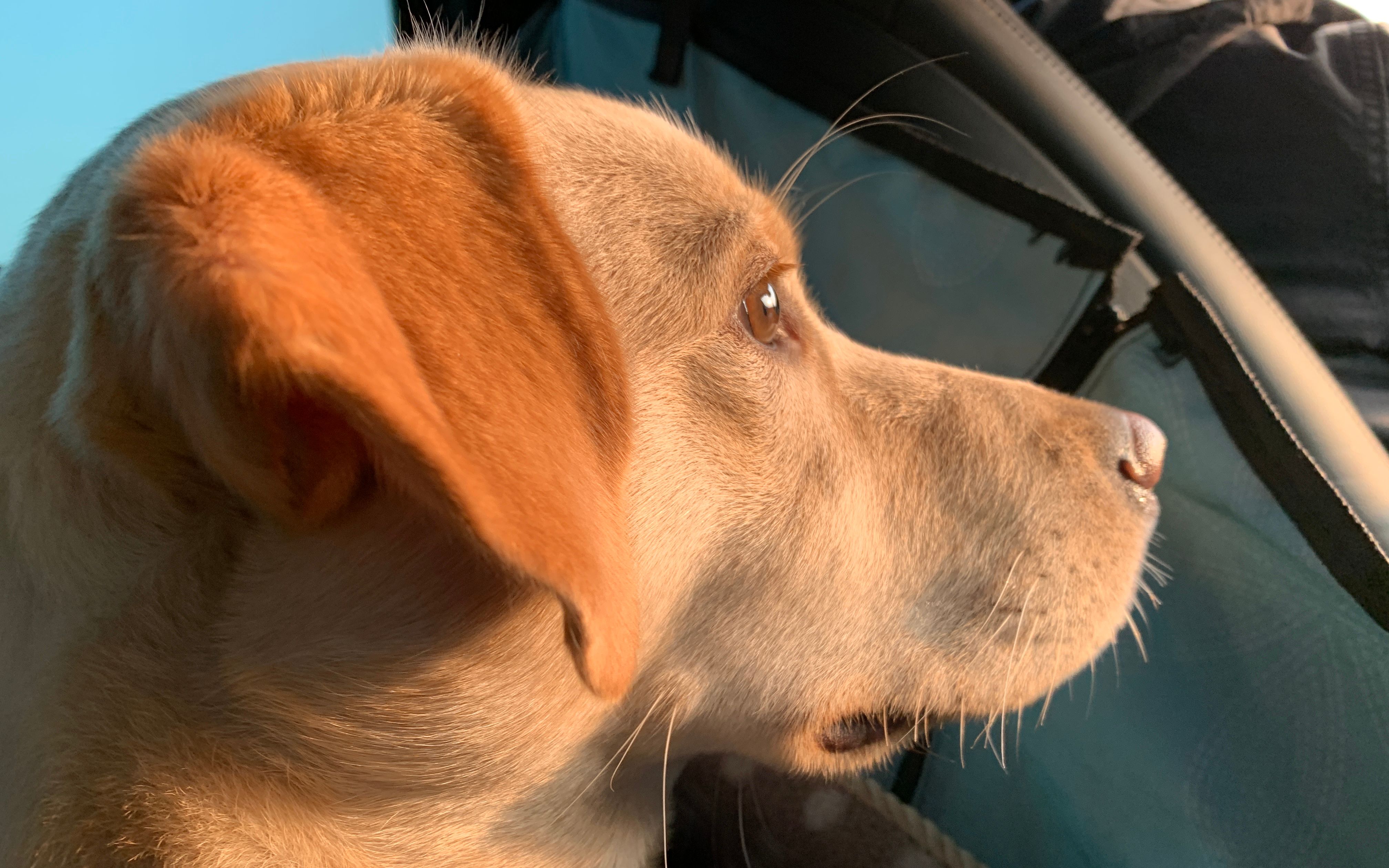 治愈向//有大型犬在的日子从不孤独