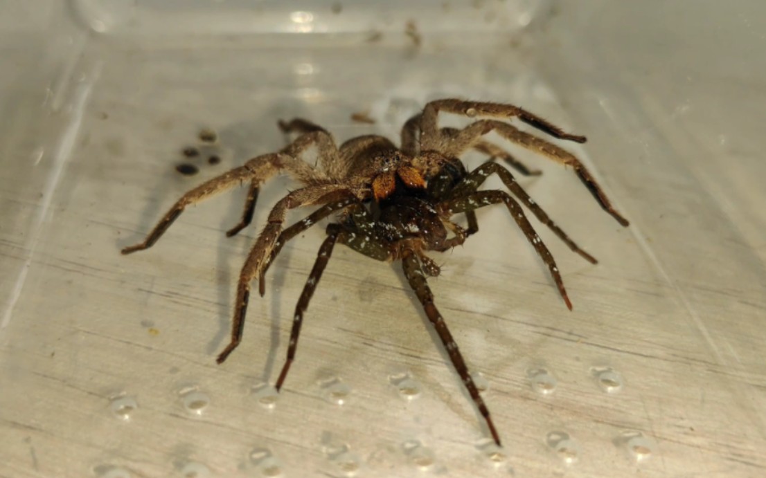 【狩猎时刻】屏东猎人蛛拿背击杀日本狡蛛