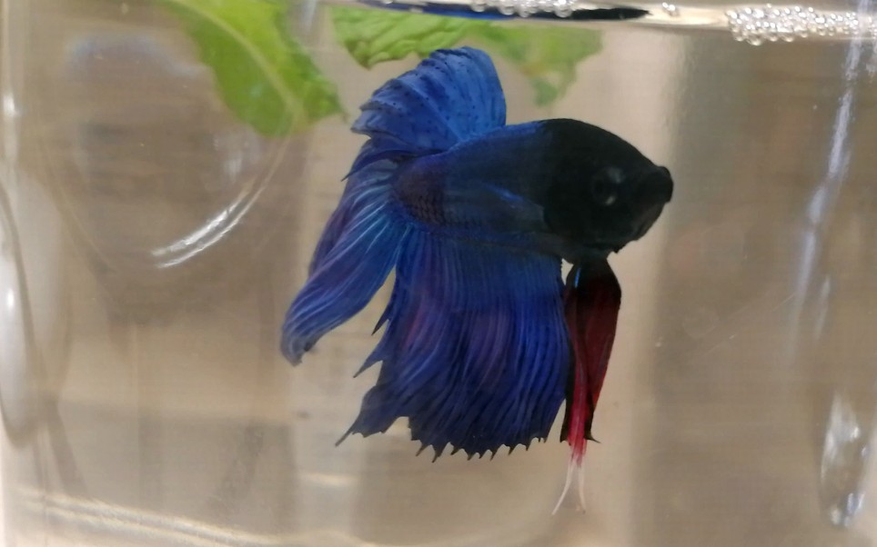 宿舍里养的大漂亮马尾蓝斗鱼