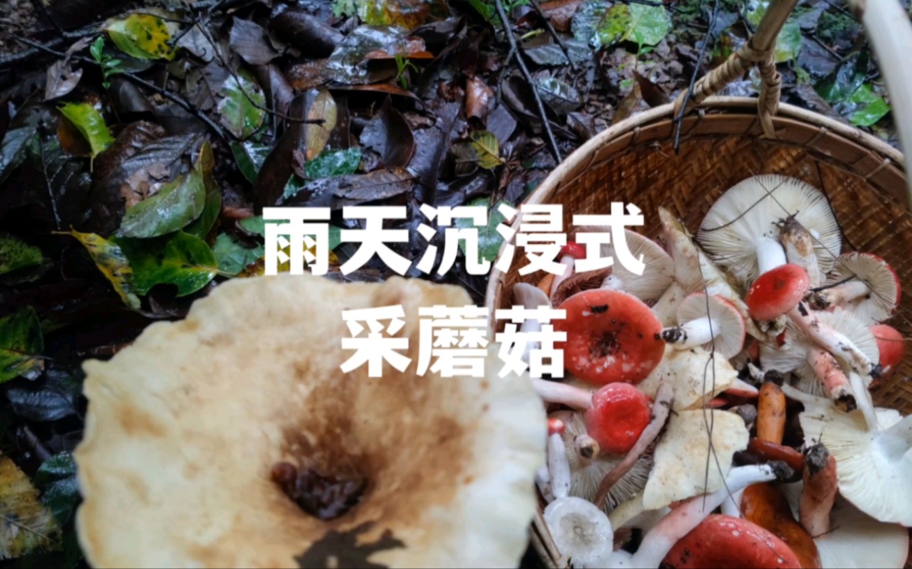 [图]下雨天沉浸式采蘑菇