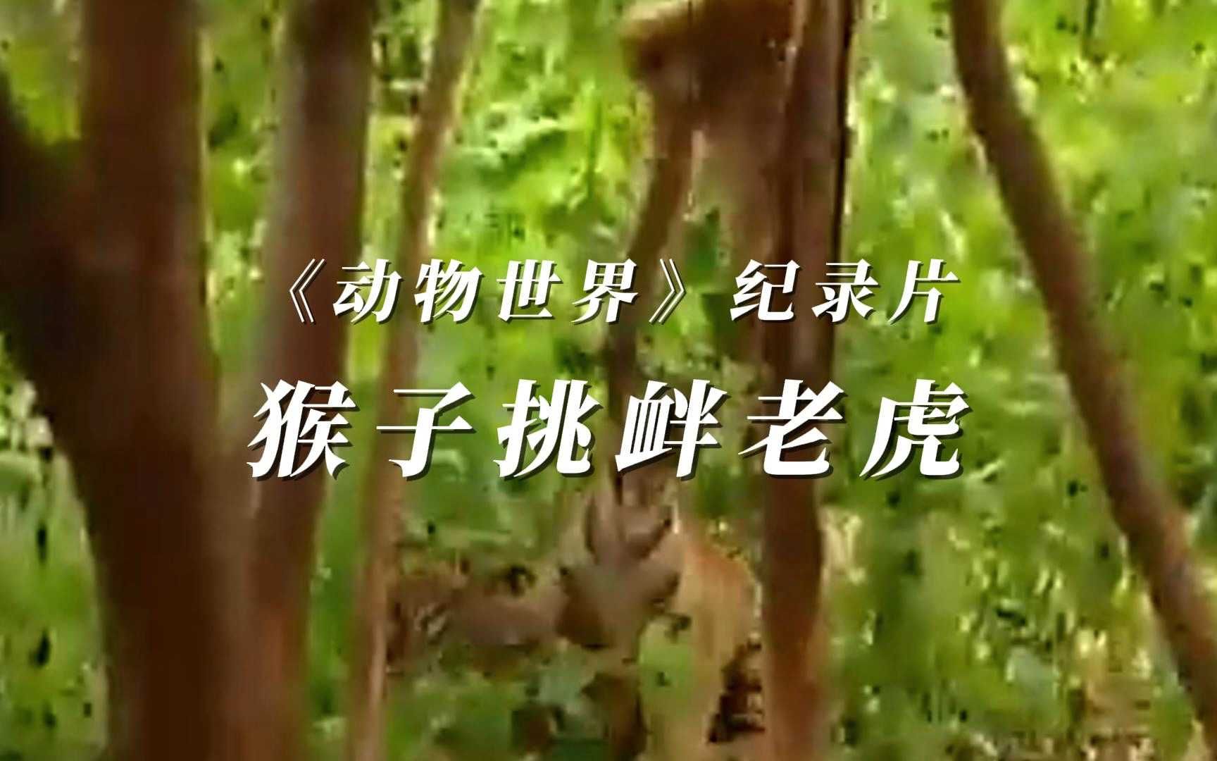 调皮的猴子挑衅老虎