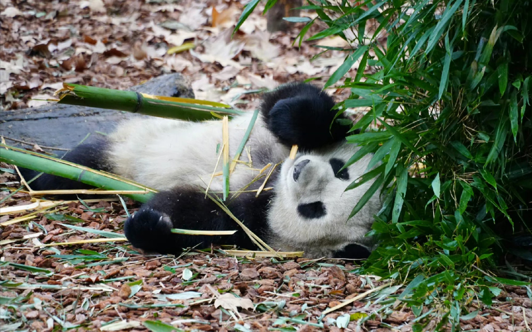 大熊猫成浪图片