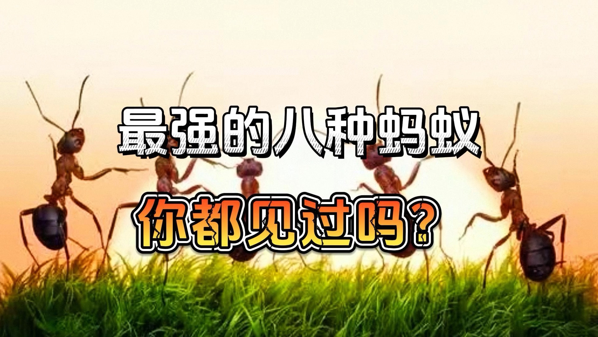 [图]世界上最强的8种蚂蚁，你见过吗？