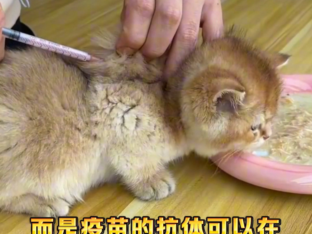 猫咪最害怕的四种行为哔哩哔哩bilibili