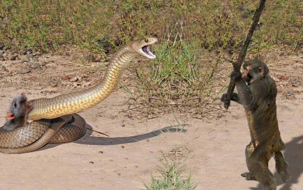 勇敢的猴子拯救老鼠免于蛇狩猎 - 蟒蛇与狮子,鬣狗战斗与野生动物!