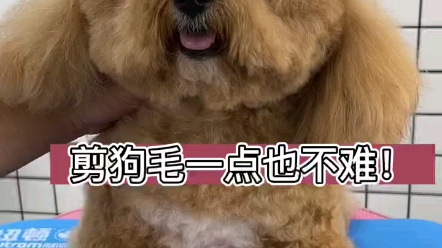 宠物美容贵宾快速修剪法哔哩哔哩bilibili