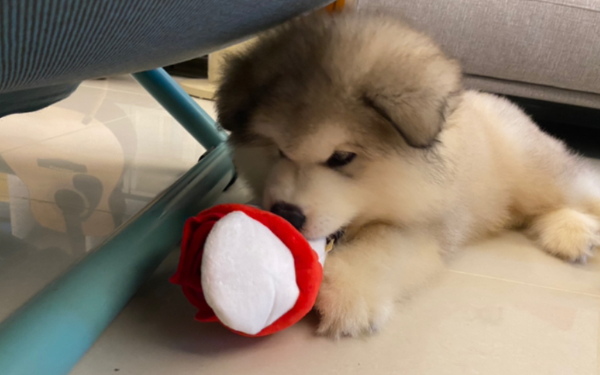 定春三个月之后开始了疯狂生长~今天就一起来看小小小定春吧~~_哔哩