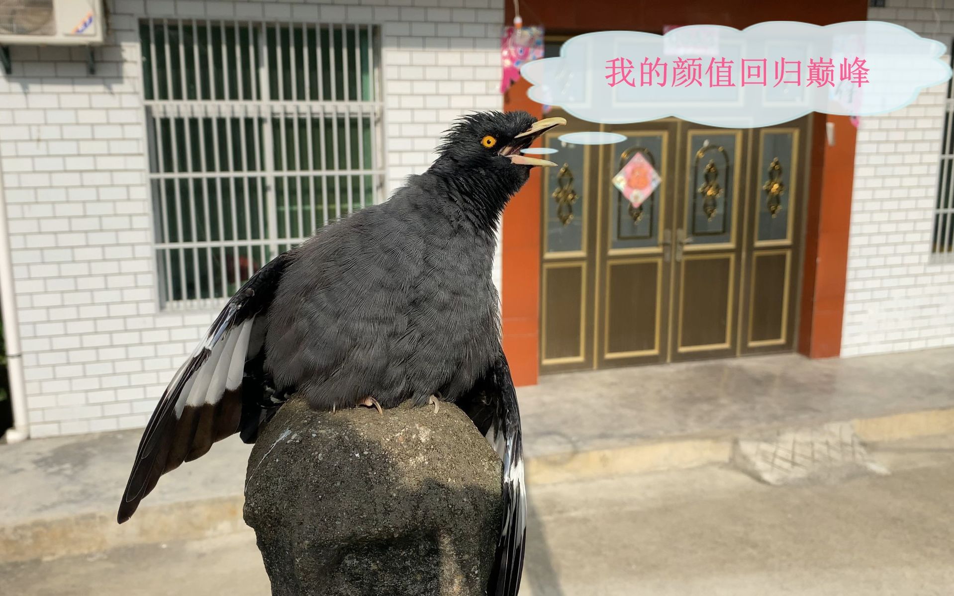 [图]生活中的乐趣一花一草一虫一鸟，颜值重上巅峰的小黑鸟开口跪！