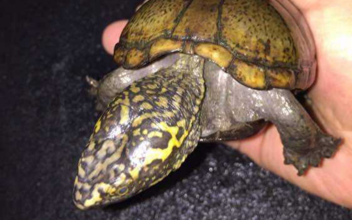 【头盔泥龟】种公开箱