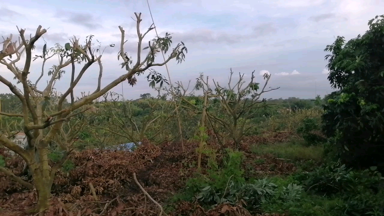 荔枝摘完后,对荔枝树进行修剪,修剪好的荔枝树_哔哩哔哩_bilibili