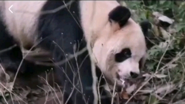 【芦芦】功勋大熊猫芦芦,被张鑫养的可“太好”了哔哩哔哩bilibili