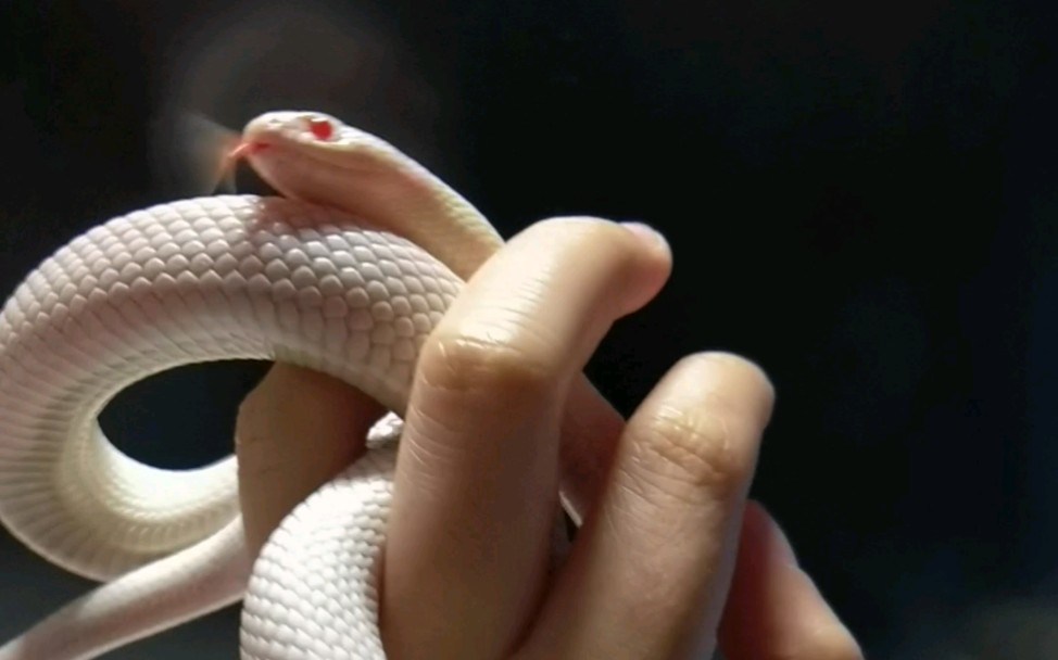 【白高白王蛇】欢迎新蛇蛇