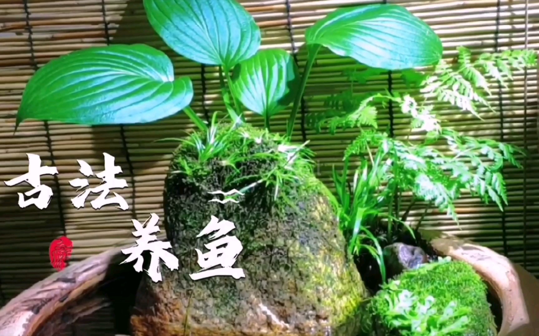 古法养鱼 陶缸造景