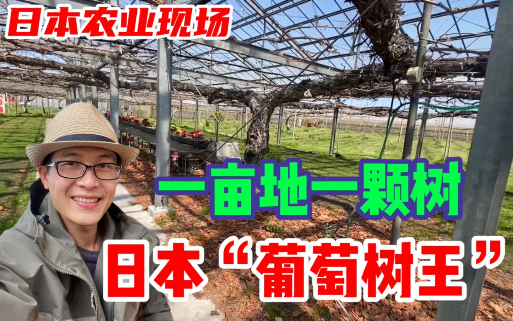 经常卖出天价的日本葡萄他们的葡萄园长什么样呢真的值得借鉴