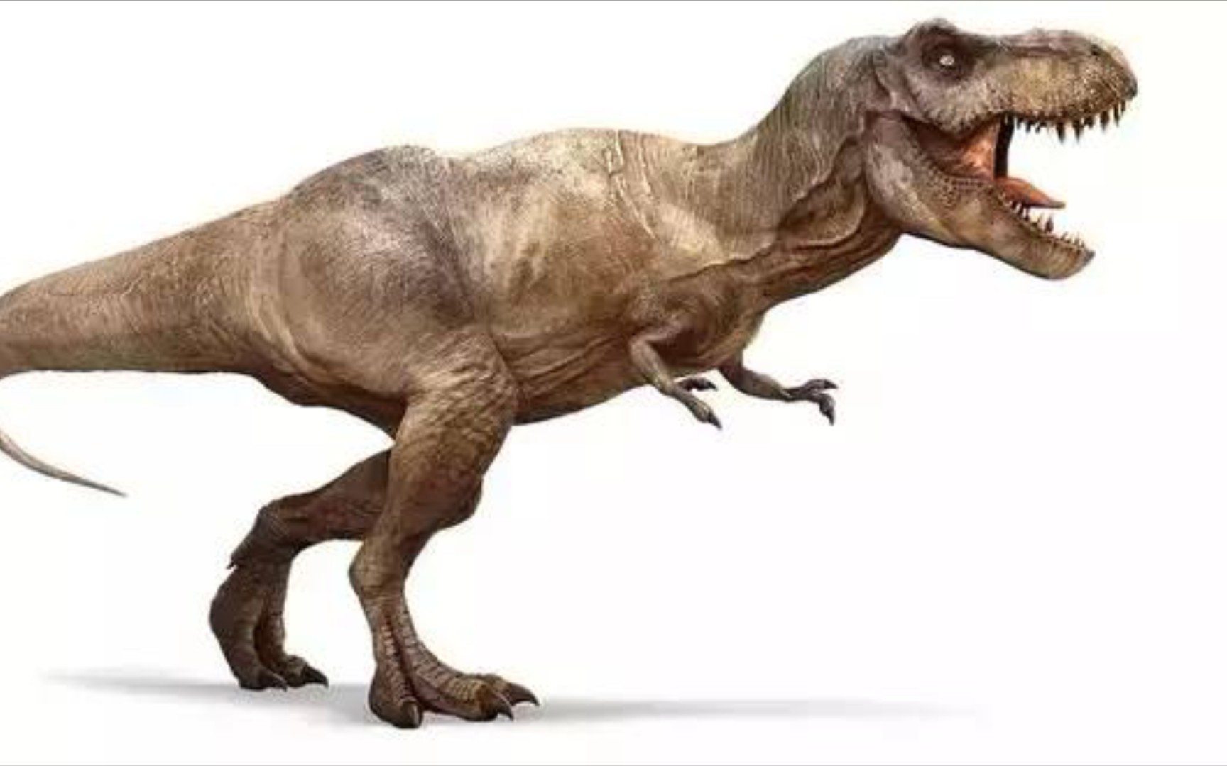 食肉恐龙的特征图片