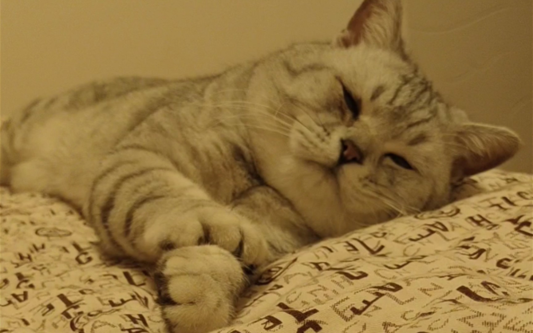 睡觉超香甜的猫咪两兄弟