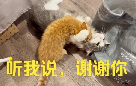 【小奶猫成长日记】小猫咪:听我说,谢谢你