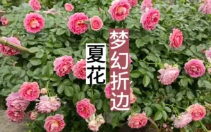 Download Video: 梦幻折边三伏天的花，藤本月季里的开花劳模了