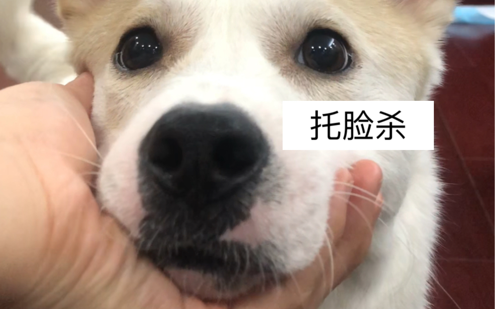 训犬:托脸杀教程哔哩哔哩bilibili