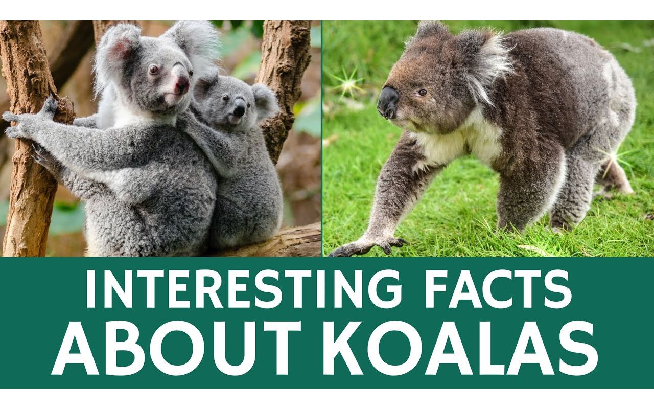 Interesting Facts about Koalas  Animal Videos for Students and School Education哔哩哔哩bilibili