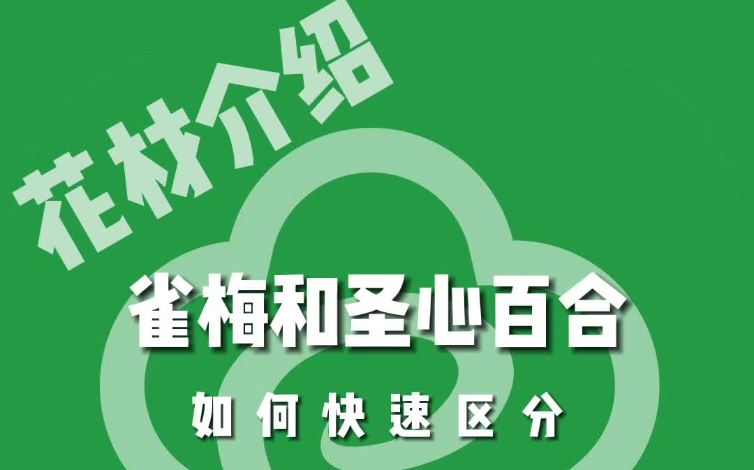 雀梅、圣心百合傻傻分不清?看完这个视频你就知道了!哔哩哔哩bilibili