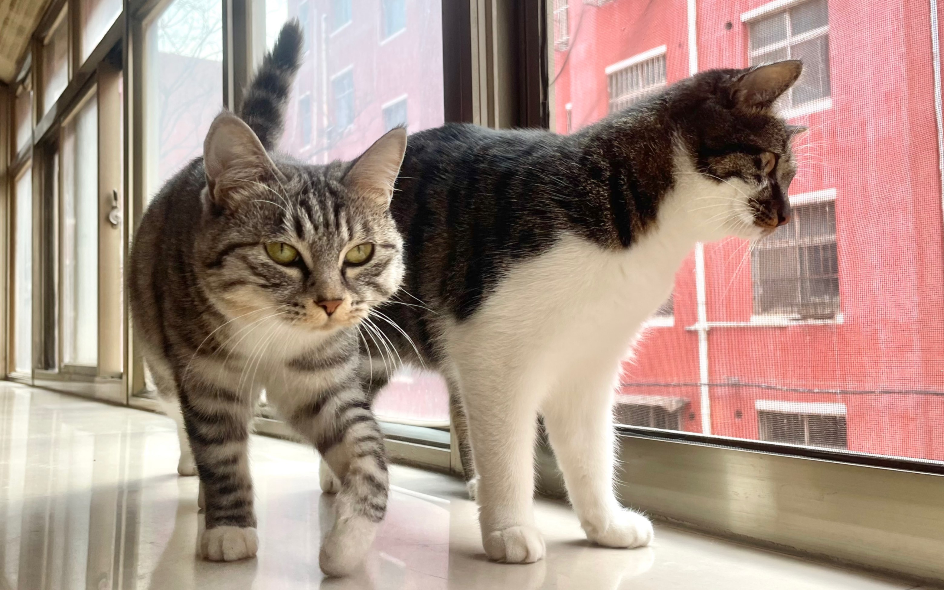 猫咪逃跑_哔哩哔哩_bilibili