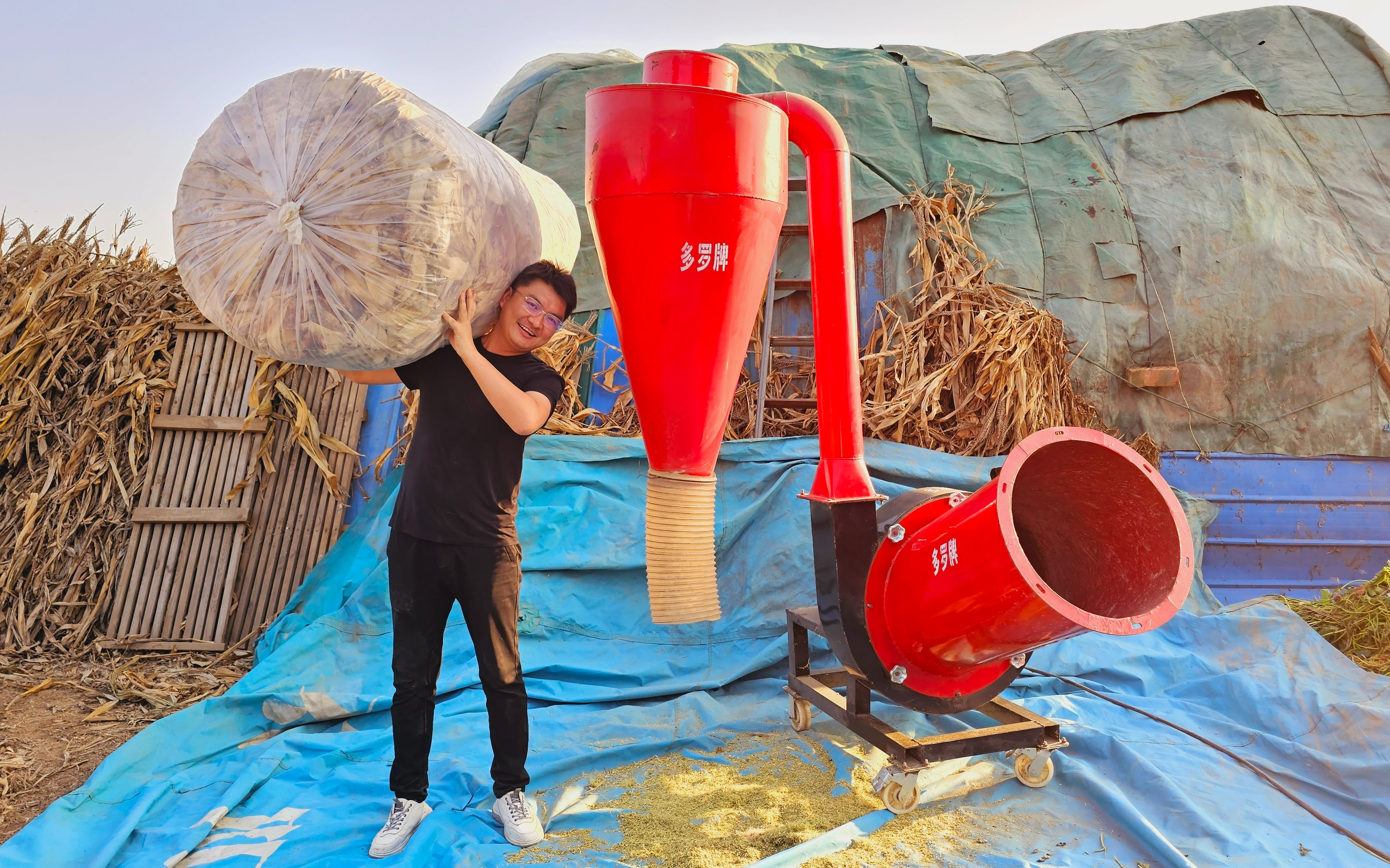 养殖场测试70旋风炮:玉米包衣粉碎养牛羊,粉碎效果如何?您参考