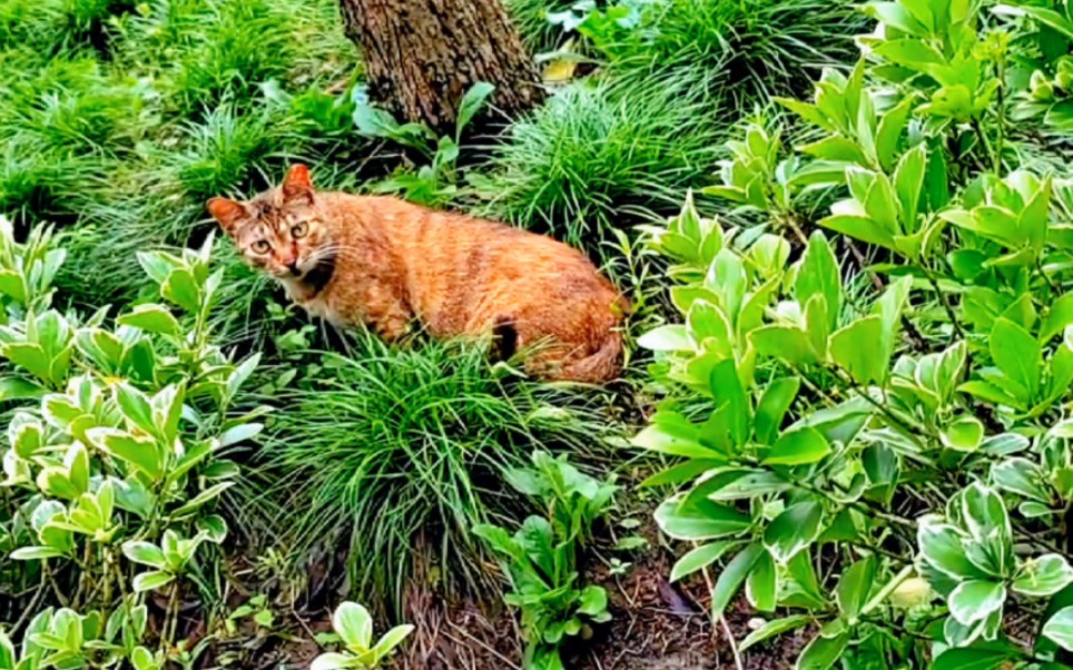 [图]公园里的流浪猫——橘花猫咪