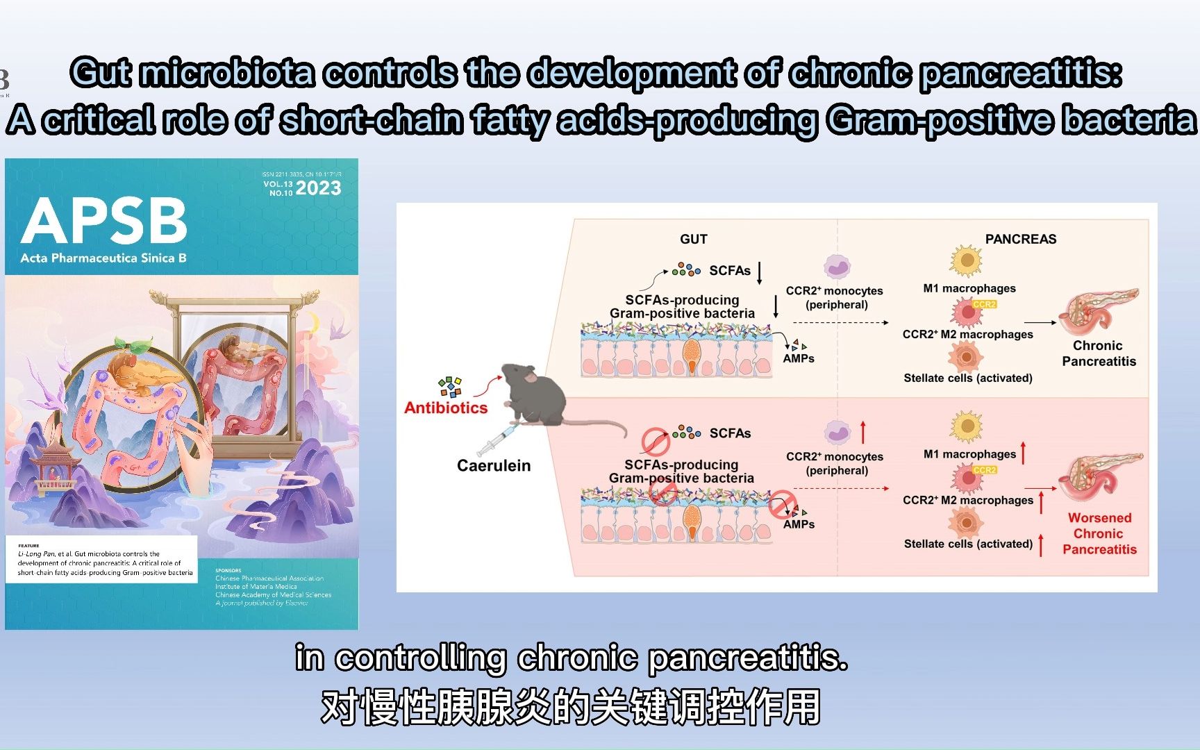 【Video Abstract】APSB Gut microbiota controls (Vol.13, Iss.10, FRONT)哔哩哔哩bilibili