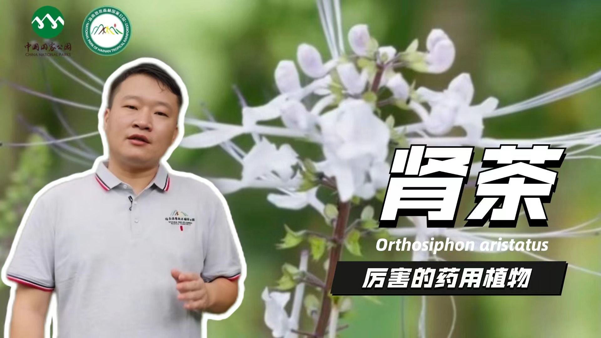 第139集|植物篇: 花开似猫须——肾茶哔哩哔哩bilibili