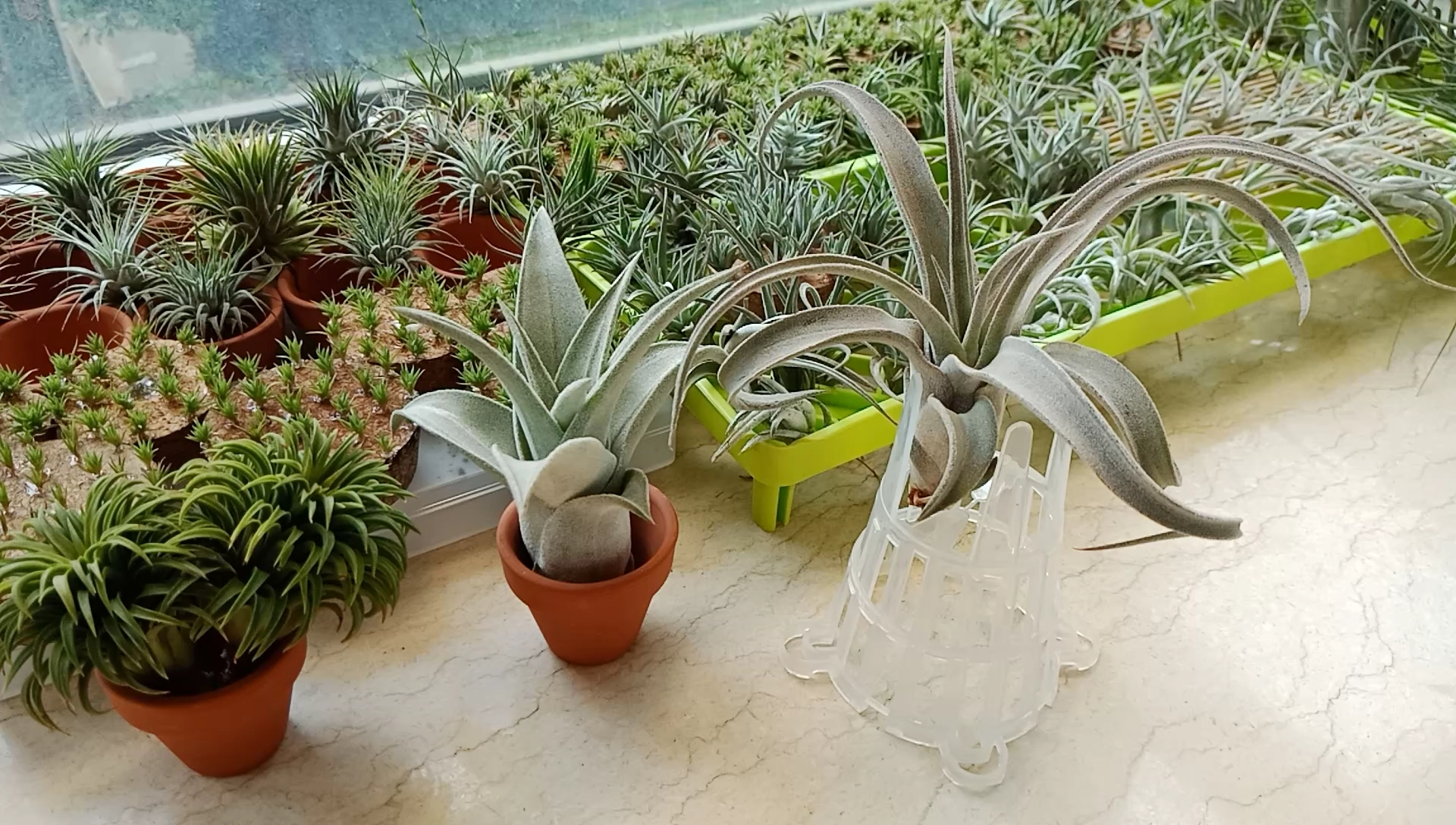 空气凤梨re:热带bcvs泰国bc!区别大吗?