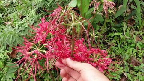 彼岸花 花叶不相见 你看我的叶子长的多绿 哔哩哔哩 Bilibili 彼岸花 花叶不相见 你看我的叶子长的多绿 哔哩哔哩 Bilibili