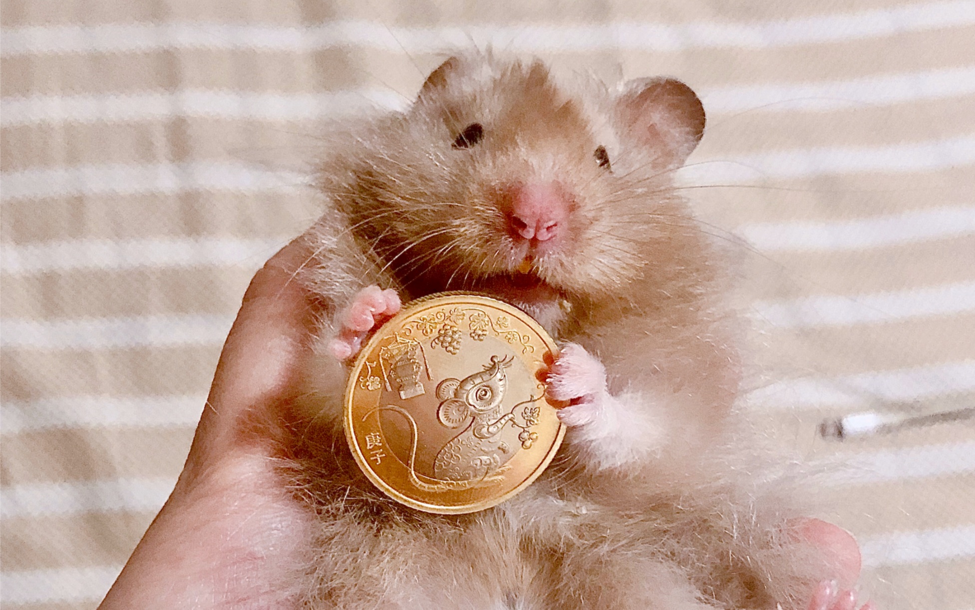 金丝熊偷偷看看你咋睡觉滴