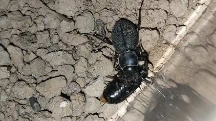 麻步甲捕食拟步甲