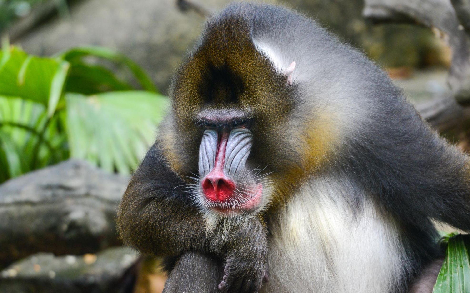 【搬运】动物园大亨--圣地亚哥动物园式山魈展区欣赏