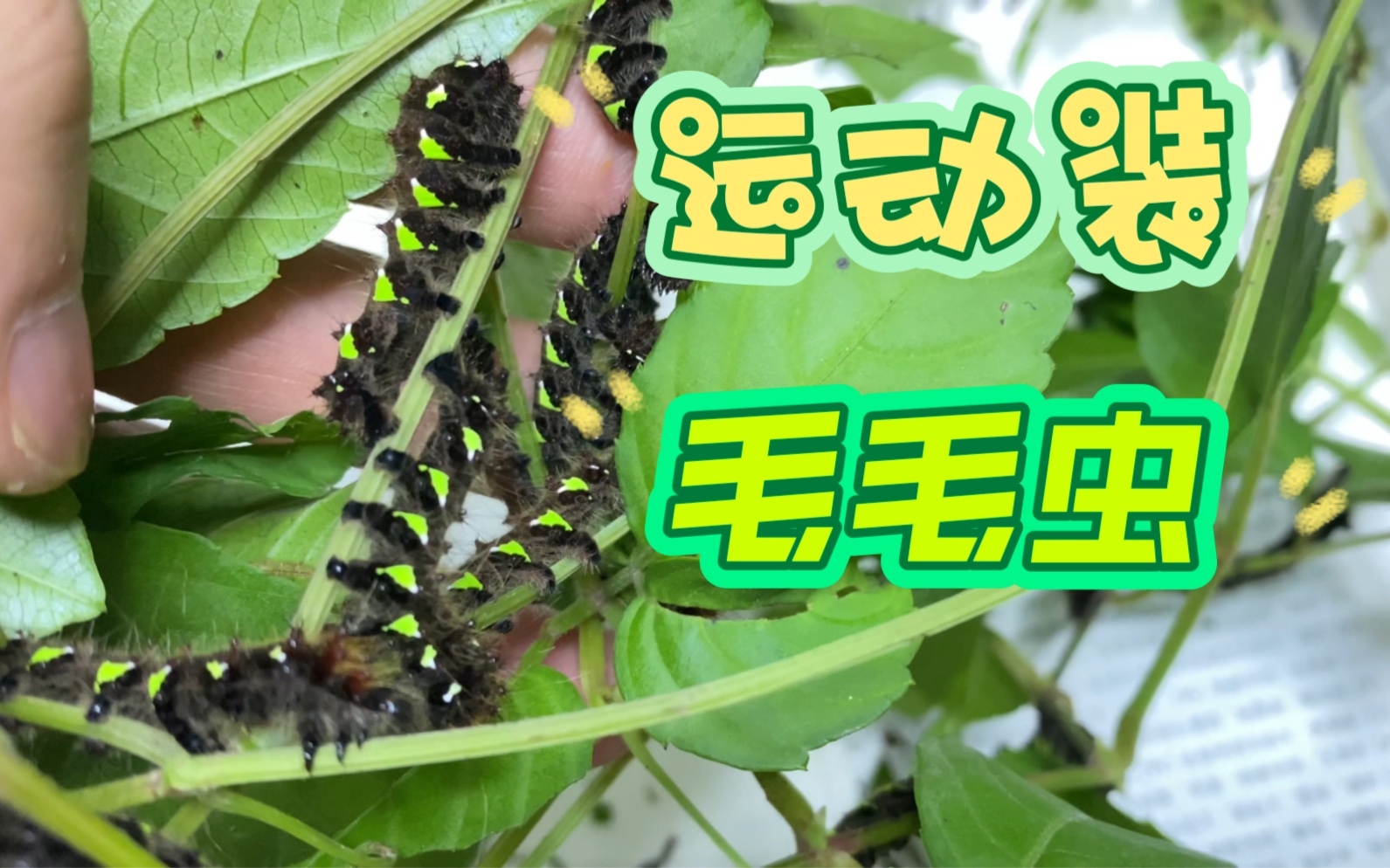 【大蚕蛾】黄豹大蚕蛾(黄豹团 具体种无法确定 可能锡金豹)